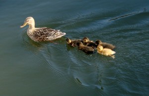 ducks-710171_640