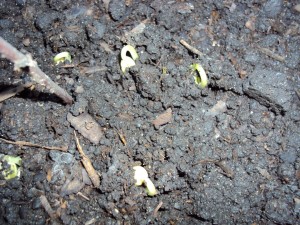 Seedlings Growing In Garden dsc00193